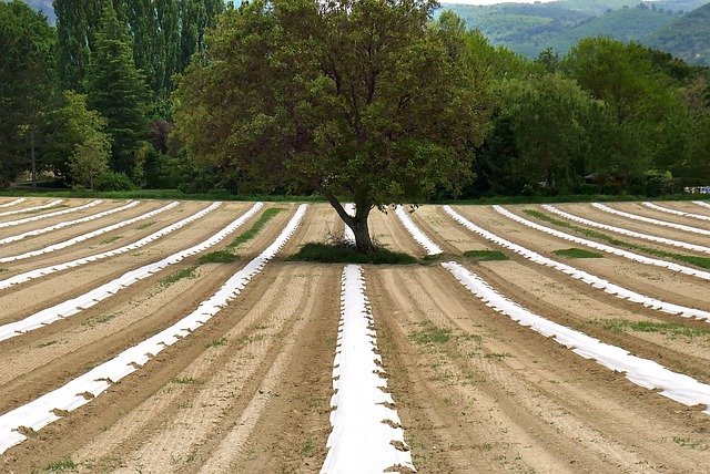agriculture